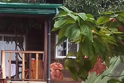 Image de Cabane à Noé dans un Manguier centenaire