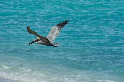 Image de Wake up to Pelicans cruising the beach!