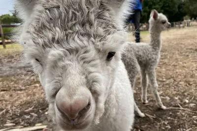 Image de Farm stay with alpacas at your doorstep