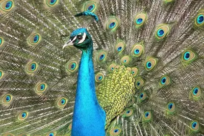 Image de Peacock Paradise with Pool & Wild Peacocks 🦚🌴🌞
