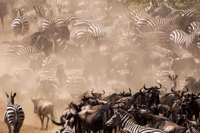 Image de An affordable way to visit Masai Mara, stay in our cottage and enjoy.