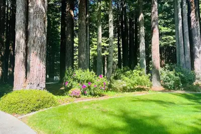 Image de Stay in your own Redwood Wonderland