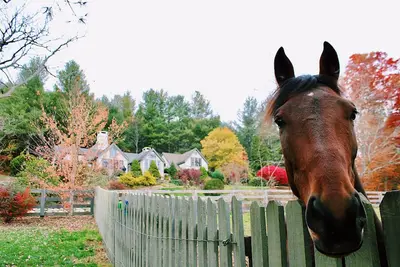 Image de Luxury Wildflower Cottage: Mountain Views, Farm Animals, and Exquisite Decor