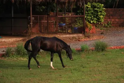 Image de Shivaaz Farms - Goa\/Dodamarg - Luxurious Cosy Farm Stay