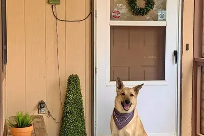 Image de Dog lover's and dilettante's delight!