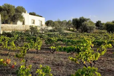 Image de Idyllic retreat surrounded by vineyards and olive groves