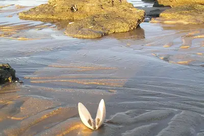 Image de Sandy Feet Retreat
