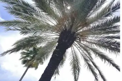 Image de Entire Home 3 mins Siesta Key & 5 mins to Downtown