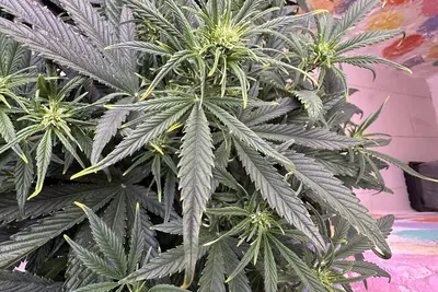 Image de Cannabis Friendly Rental 141