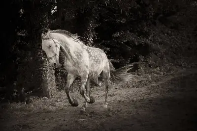 Image de https:\/\/tiny-horses. be\/