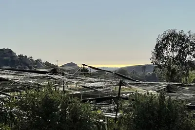 Image de Tranquil Setting On Lush Farm & Vineyard