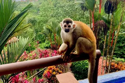 Image de Chauffeur & Concierge included Luxury Jungle\/Beach Pool @ Villa Tiquicia