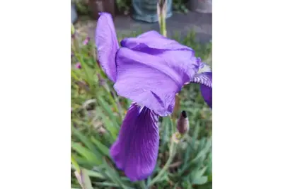 Vacation home The Irises Apartment 2 x 4