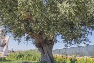 Image de Apulian Villa