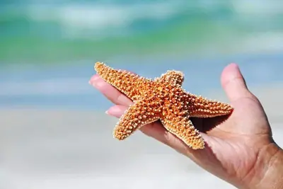 Image de Salty Starfish: Work-Play-Relax-Beach-Bay-Pets Ok