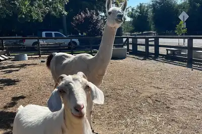Image de Close to downtown, with a llama and alpaca on the property