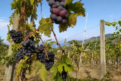 Image de Vacation Home \"The Vineyard\": between sea and nature- Apartment \"The classic style\"