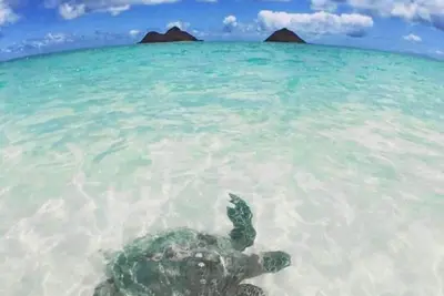 Image de La Bella’s Bed & Breakfast-Honu (Turtle) Suite-Walk to beach-In Kailua (O’ahu)