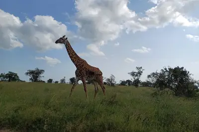 Image de Maanzoni Tented Cottage African Wildlife Estate
