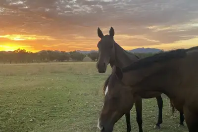 Image de Quiet Relaxing Farm Stay Close to Tamworth Nsw… Pet friendly :)