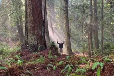 Image de Nature Retreat - 2 private cabins in a magical Redwood forest with ocean views