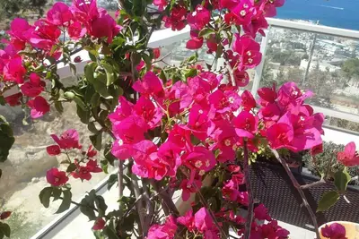 Image de Sea View Apartment