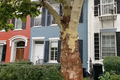 Image de Beautiful S. Main St. Historic Row House