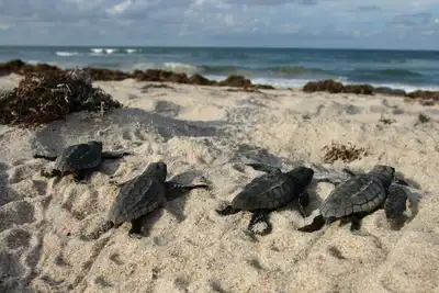 Image de Surfing Turtle: 5 Br, 3. 5 Ba House in Melbourne Beach, Sleeps 10