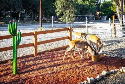 Image de Newly Built Deer Retreat in the Texas Hill Country