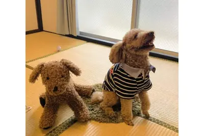 Image de Staying with your dog is Ok With kitchen and wash / Fukuoka Fukuoka
