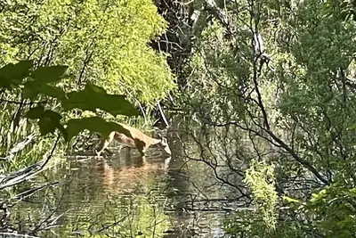 Image de Creekside Relaxing