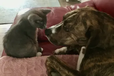 Image de Tiny for Two + Pet -  Near Beach, Sports Complex, Owa, Tanger