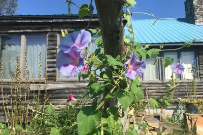 Image de Flowers Galore! Unique cabin great views of mountains and gardens