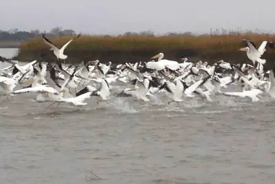 Image de Islands Cozy Cottage I Unit 1