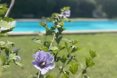 Image de Mas de charme dans les Alpilles avec piscine, belles prestations