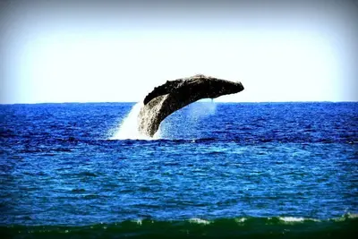 Image de 1 Bed $ for 2 bed Condo! Direct Ocean Views Pool