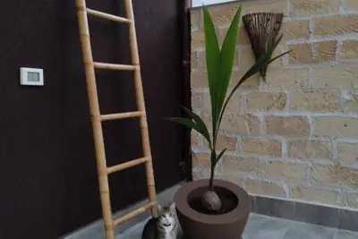 Avocado House