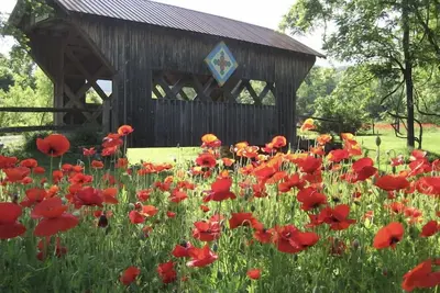 Image de Peacocks, blacksmithing, buffalo, wildlife, a studio cabin by the pond.