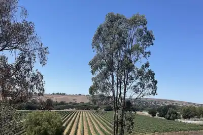 Image de Hilltop Vineyard and Agave Field  Views