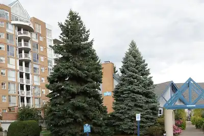 Image de Collingwood Christmas Ski Vacation