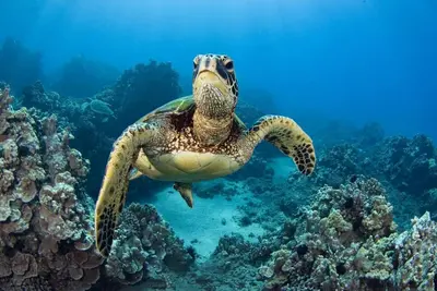 Image de Waterfront Diver's Condo at Ocean Breeze Resort\n