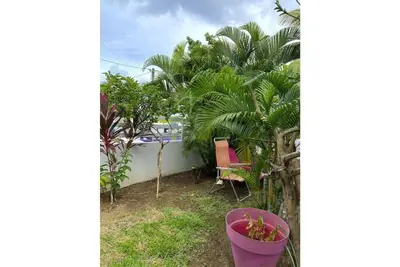 Image de 3- Le Moringa