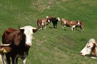 Image de Vacation on a farm with lots of animals