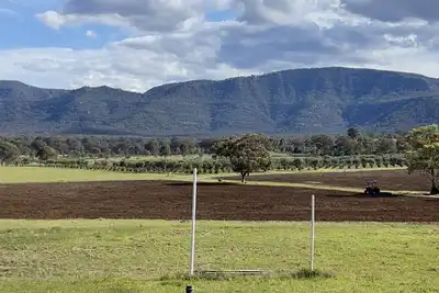 Image de Pleasant and quiet hunter valley olive tree farm stay