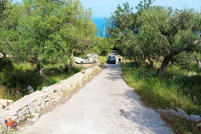 Image de Among the Olive Trees 651