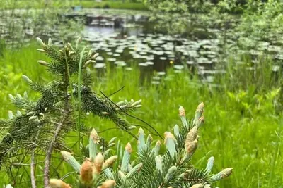 Cozy Cottage with a Pond 2
