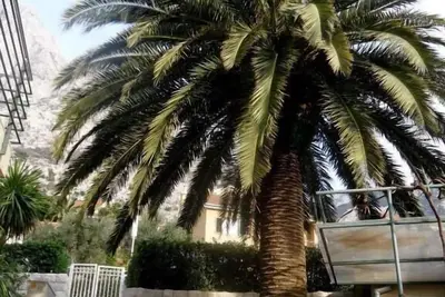 Image de Palma Apartments