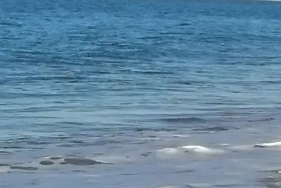 Image de Vacances Entre Mer Et Nature\nCharmant MobilHome lle Oléron, 3ch. 150m de l'océan