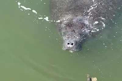 Image de Waterfront Stay where the Manatees Play!