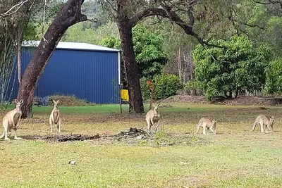 Image de Roo Or 2 on Streeter